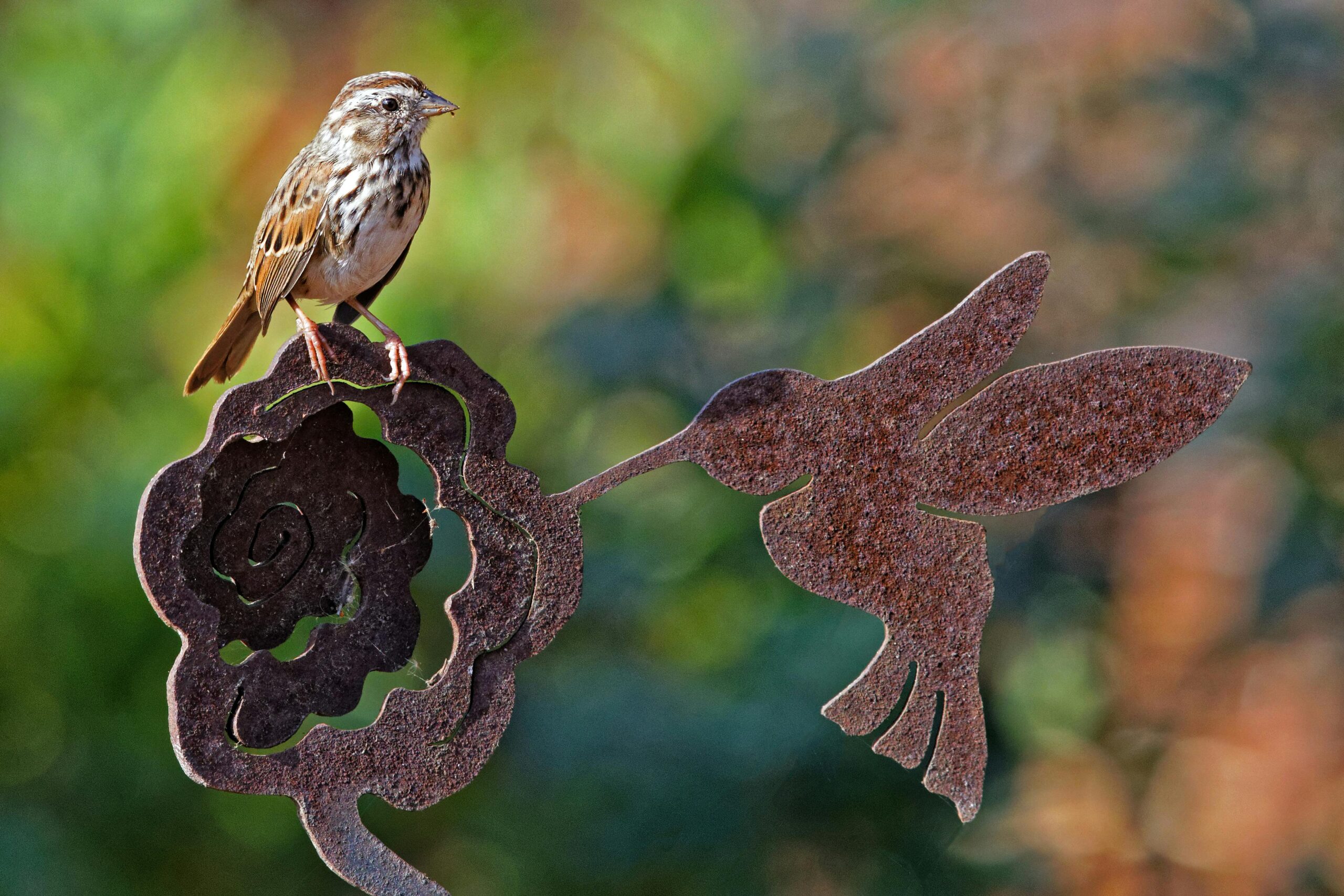 Kostenloses Stock Foto zu bokeh, brauner vogel, camarillo